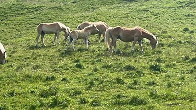Horses