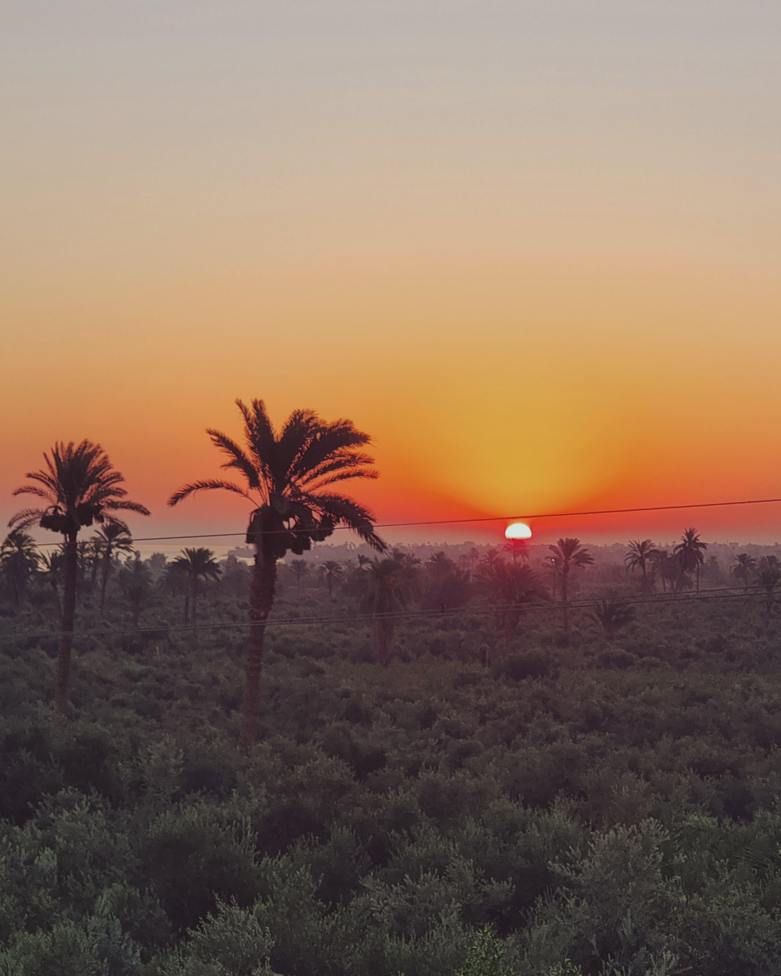 إحياء الجسد · أكتوبر ٢٠٢٦ · مصر